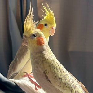 Meet your Posher, Jaellinne